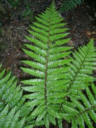Polystichum polyblepharum. Glossy green, adaxial surface of mature 2-pinnate frond, showing elongated basal acroscopic secondary pinnae on primary pinnae.
 Image: L.R. Perrie © Leon Perrie CC BY-NC 3.0 NZ